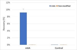 N6-methyladenosine (m6A) Rabbit anti-Human, Clone: RM362, Novus Biologicals